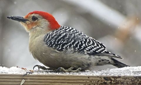 Red-bellied Woodpecker The Red-Bellied Woodpecker is a rare visitor to my backyard. I feed many birds and I have to say that he is the most reclusive. When he does stop by, he is extremely timid and it takes very little movement to make him fly away. Needless to say, it was hard to capture him on camera; I actually had to take the picture through my window!                                Melanerpes carolinus,Red-bellied Woodpecker