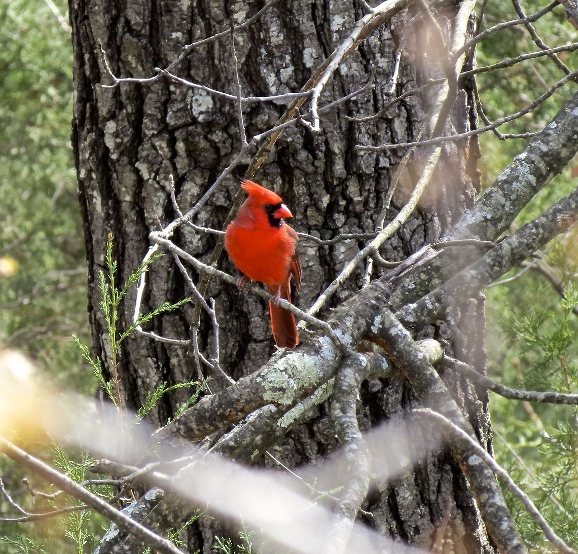 Northern Cardinal The Cardinal is my mother&#039;s favorite bird, They sound wonderful and their bright, bold color is stunning. I was happy to find this one sitting in a nearby tree and it seems as if he posed for me ^-^                                 Cardinalis cardinalis,Northern Cardinal
