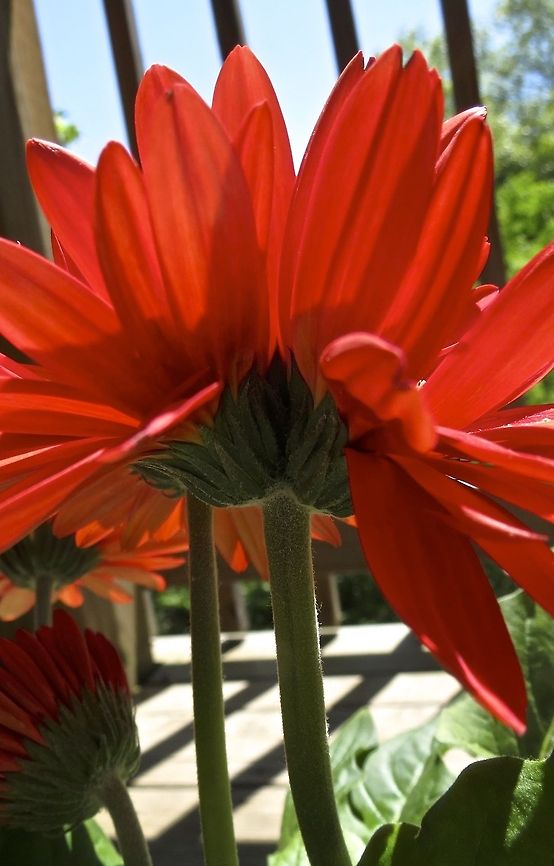 Double Daisy These are some Gerber Daisies that I bought from a local flower shop. It wasn&#039;t until I got home that I realized two of them were fused together! I had never seen this before so of course I had to snap a photo of them.  Barberton daisy,Gerber daisy,Gerbera jamesonii