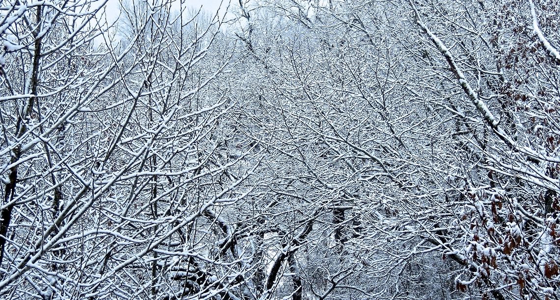Covered with snow  This is our backyard after it snowed. I love how the snow just sits atop the branches and turns the woods into a winter wonderland.                               Snow,trees