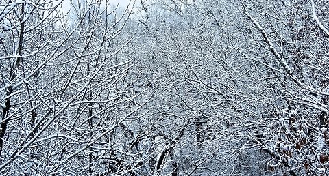 Covered with snow  This is our backyard after it snowed. I love how the snow just sits atop the branches and turns the woods into a winter wonderland.                               Snow,trees
