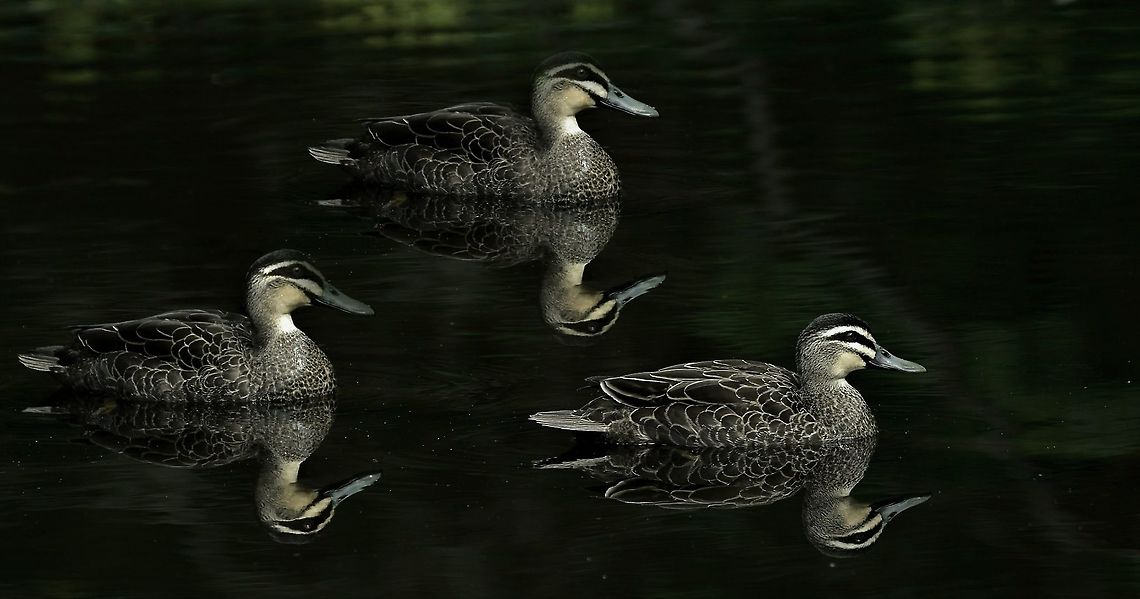 Pacific Black Ducks Pacific Black Ducks floating on the Hacking River Anas superciliosa,Australia,Fall,Geotagged,Pacific black duck,Spring