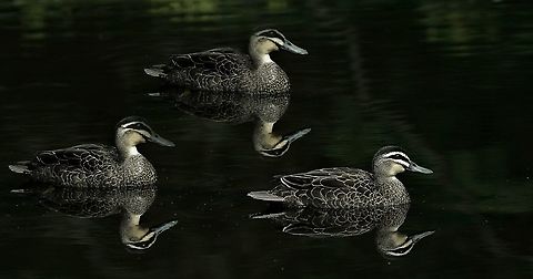 Pacific Black Ducks Pacific Black Ducks floating on the Hacking River Anas superciliosa,Australia,Fall,Geotagged,Pacific black duck,Spring