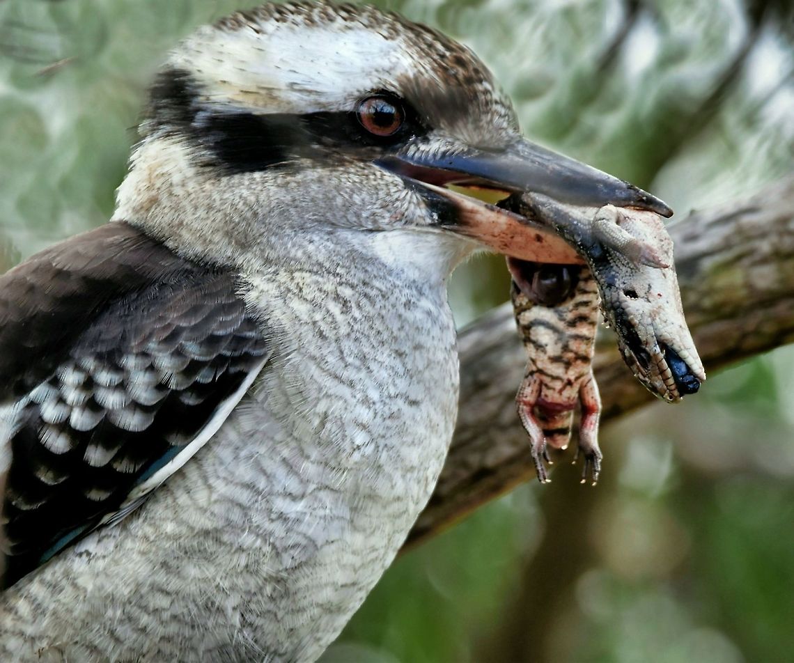 Laughing Kookaburra feeding on blue-tongue  Australia,Dacelo novaeguineae,Geotagged,Laughing Kookaburra