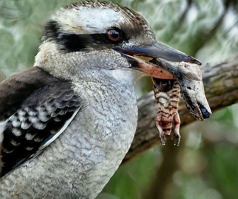 Laughing Kookaburra feeding on blue-tongue Australia,Dacelo novaeguineae,Geotagged,Laughing Kookaburra