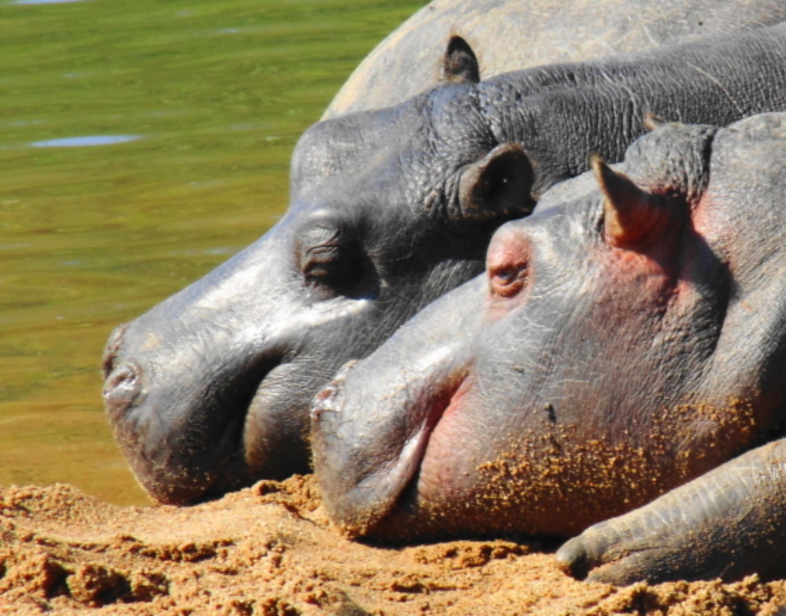 Happy Faces Pair of Hippopotamus resting on the riverside sand Africa,Animal,Hippopotamus,Hippopotamus amphibius