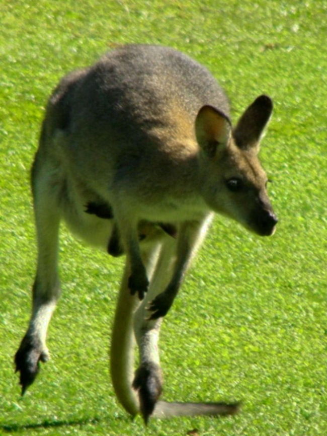 On the Move Female Kangaroo and Joey in Flight Animal,Australia,Eastern grey kangaroo,Kangaroo,Macropus giganteus,Wildlife