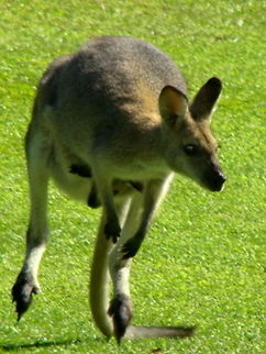 On the Move Female Kangaroo and Joey in Flight Animal,Australia,Eastern grey kangaroo,Kangaroo,Macropus giganteus,Wildlife