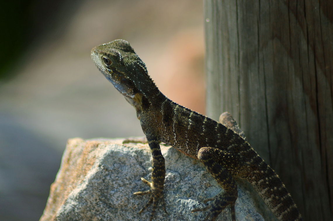 Young Water Dragon Lizard Young Water Dragon Lizard on a Rock  Australia,Geotagged,Intellagama lesueurii,Lizard,Physignathus lesueurii,Reptile,Summer,Water dragon,Wildlife