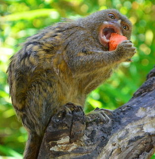 Pygmy Marmoset Pygmy Marmoset (Cebuella Pygmaca) The smallest monkey in the world native to rainforest in the west amazon basin and weighs in at just about 100 grams Cebuella pygmaea,Pygmy marmoset,marmoset,monkey,wildlife