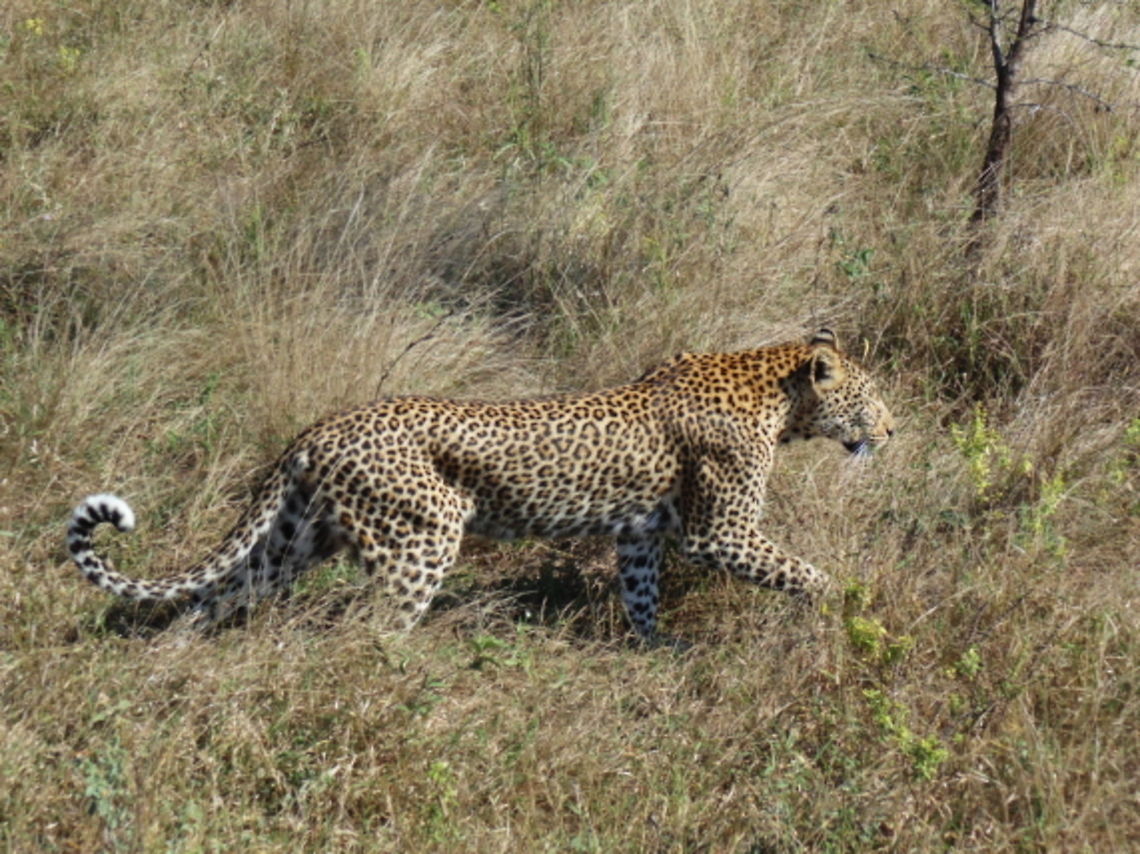Leopard Stalk On our last safari through Kruger NP and heading back to camp I saw movement in the grasses down the dusty side road. We had just passed a small herd of Impala and here was this leopard stalking the herd, but around the front of our vehicle a male Impala came and challenged the leopard who retreated into the grasses.  Big Cat,Leopard,Panthera pardus,animal,wildlife