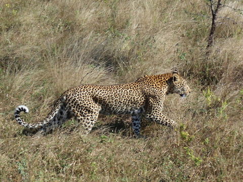 Leopard Stalk On our last safari through Kruger NP and heading back to camp I saw movement in the grasses down the dusty side road. We had just passed a small herd of Impala and here was this leopard stalking the herd, but around the front of our vehicle a male Impala came and challenged the leopard who retreated into the grasses.  Big Cat,Leopard,Panthera pardus,animal,wildlife