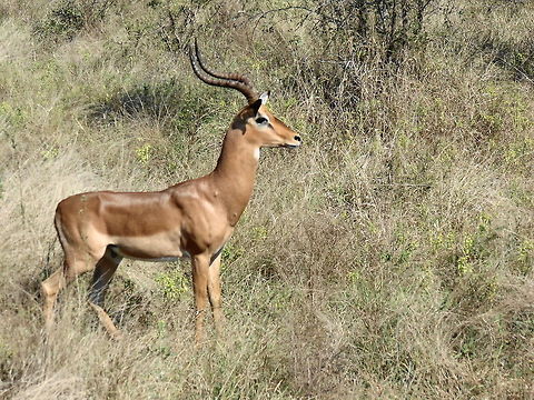 Male Impala on full alert just after challenging a leopard stalking his herd Male Impala on full alert just after challenging a leopard stalking his small herd of female impalas  Aepyceros melampus,Impala,antelope wildlife Africa
