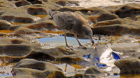Young Pacific Gull Feeding on Dead Fish Caught this image while walking around the Kurnell area of Sydney a young gull was stripping pieces from a fish washed up on the rocks at the entrance to Botany Bay Australia,Birds,Geotagged,Larus pacificus,Pacific Gull,Seagull