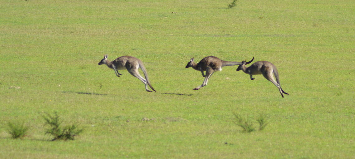 The Kangaroo Hop 3 Kangaroos were hopping across a grassy patch and I was fortunate to capture the phases of a kangaroo hop the take off, mid stride and start again. Animals Kangaroos,Australia,Eastern grey kangaroo,Geotagged,Macropus giganteus