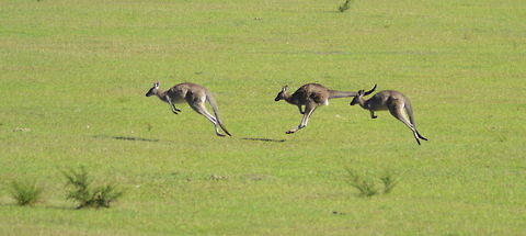 The Kangaroo Hop 3 Kangaroos were hopping across a grassy patch and I was fortunate to capture the phases of a kangaroo hop the take off, mid stride and start again. Animals Kangaroos,Australia,Eastern grey kangaroo,Geotagged,Macropus giganteus