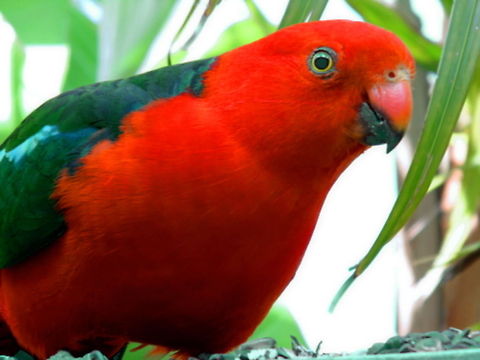 King Parrot Male Male King Parrot visited my backyard. Beautiful and gentle bird Alisterus scapularis,Australian,Australian king parrot aka muaiz,Birds,Parrot