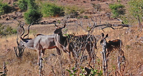 Kudu Family Chobe NP Our first safari less than 500 meters into the park was this Kudu family Africa,Antelope Kudu,Botswana,Geotagged,Greater Kudu,Tragelaphus strepsiceros,Wildlife
