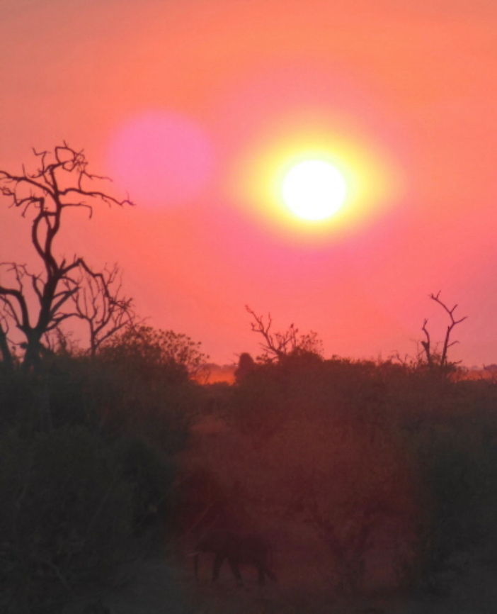 African Bushlands at Sunset Late evening in Chobe NP the Sun was going down and elephants were returning to the bush after drinking at the river Africa,African bush elephant,Loxodonta africana,Sunset