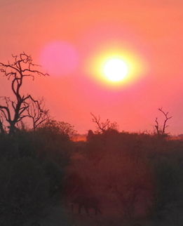 African Bushlands at Sunset Late evening in Chobe NP the Sun was going down and elephants were returning to the bush after drinking at the river Africa,African bush elephant,Loxodonta africana,Sunset