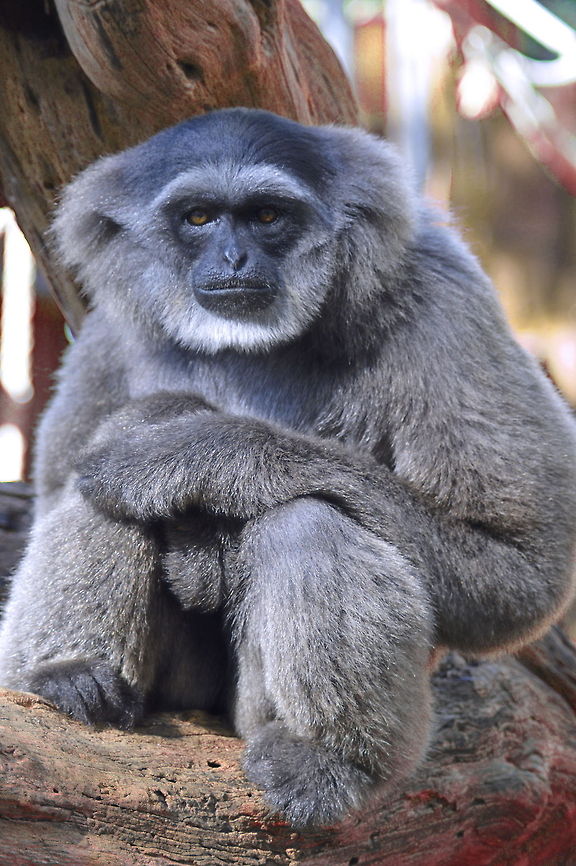 Looking at You Silvery Gibbon resting  Australia,Geotagged,Hylobates moloch,Monkey Animal Wildlife Gibbon,Silvery gibbon,apes