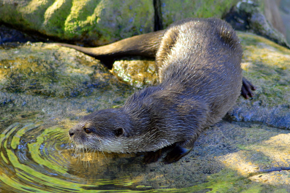 Ripples Asian Otter at the poolside caused ripples across the pool Animal,Asia,Australia,Geotagged,Otter,Wildlife