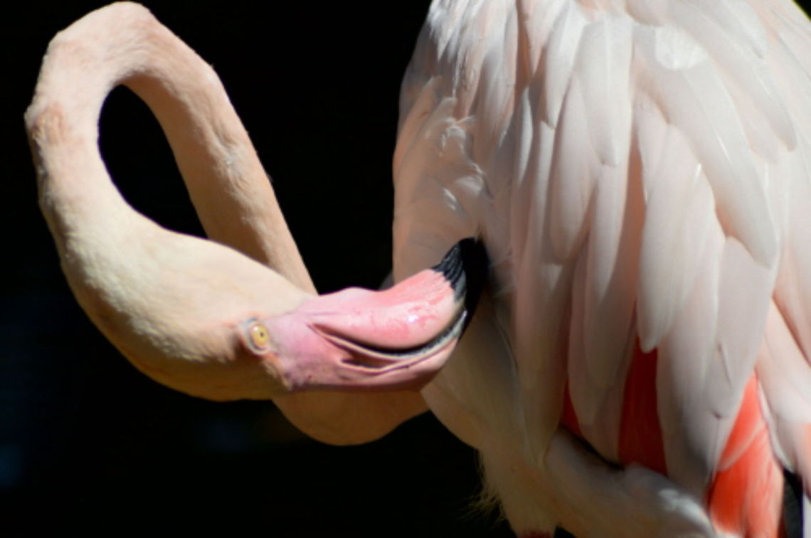 Itchy Flamingo preening. Taken at the Bird Park in Kuala Lumpar Flamingo Bird,Geotagged,Greater Flamingo,Malaysia,Phoenicopterus roseus,Winter