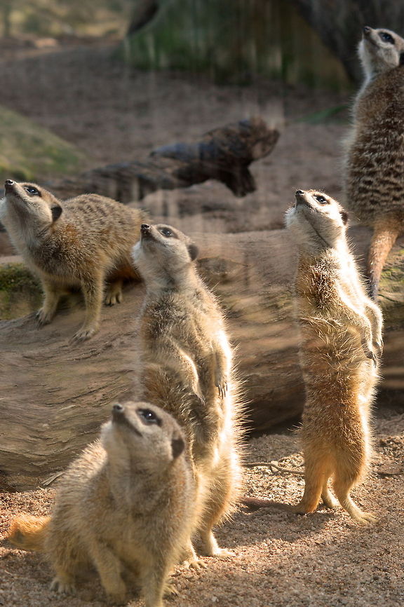 Looking Up Meerkats Looking skywards for potential attackers Australia,Geotagged,Meerkat,Meerkats Animal Africa,Suricata suricatta