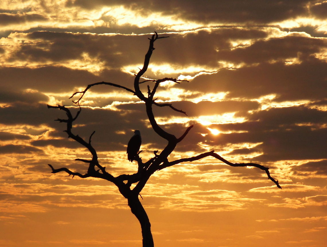 Chobe River Sundown On an evening safari in the Chobe NP close to the Chobe River there was this wonderful sunset with amazing clouds so I was lucky to take this image of a dead tree in the foreground African Fish Eagle,Botswana,Chobe NP,Haliaeetus vocifer,Sunset