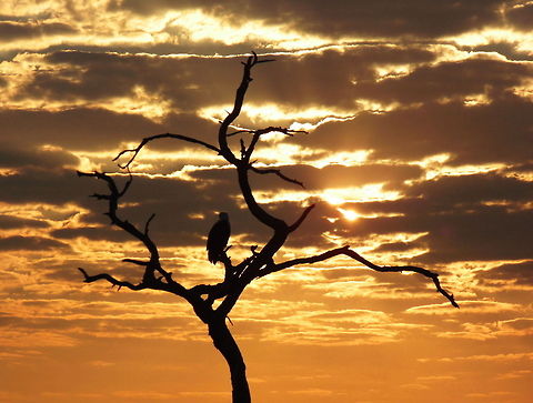 Chobe River Sundown On an evening safari in the Chobe NP close to the Chobe River there was this wonderful sunset with amazing clouds so I was lucky to take this image of a dead tree in the foreground African Fish Eagle,Botswana,Chobe NP,Haliaeetus vocifer,Sunset