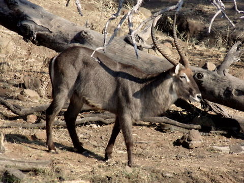 Heading to the River Waterbuck moving down to the river for a drink Antelope,Kobus ellipsiprymnus,Waterbuck