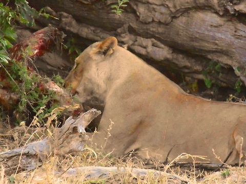 Lioness Feeding The Lion Pride had a successful hunt along the riverside at Chobe NP the previous day and late afternoon this Lioness took a feed of the Giraffe Calf Africa Lion Chobe NP,Botswana,Geotagged,Lion,Panthera leo