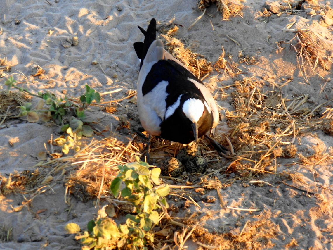 Lapwing With Eggs This Lapwing was sitting on the nest in the sandy patches alongside the Chobe River and as we came beside her she lifted her body showing us her eggs. I couldnt believe it! Blacksmith Lapwing,Botswana,Geotagged,Lapwing Bird Africa,Vanellus armatus