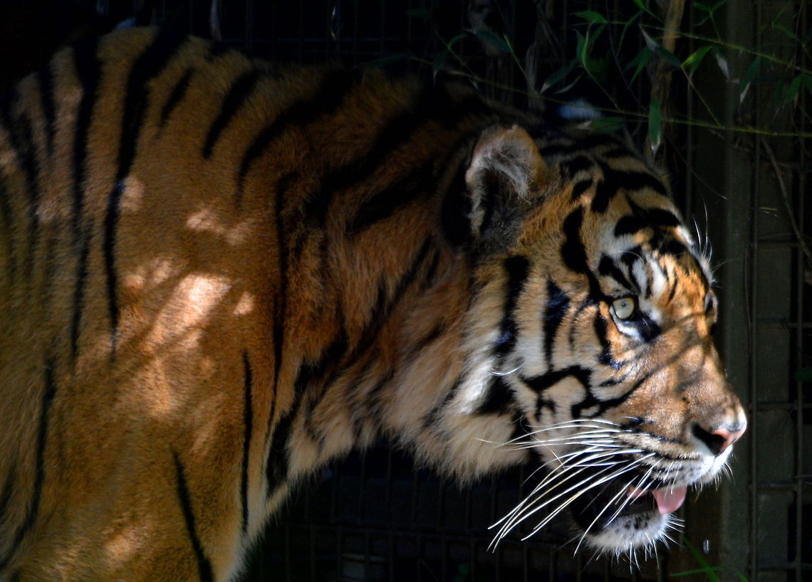 Sumatran Tiger Sumatran Tiger taken at Mogo Zoo where they have a breeding programme in place to help preserve this majestic species Australia,Geotagged,Panthera tigris sumatrae,Sumartran Tiger,Sumatran tiger