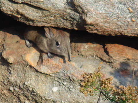 Peeping Out Spotted this Elephant Shrew in the rocks at the Three Rondavels lookout near Hazyview in South Africa Geotagged,Macroscelides proboscideus,Short-eared Elephant Shrew,South Africa,elephant shrew