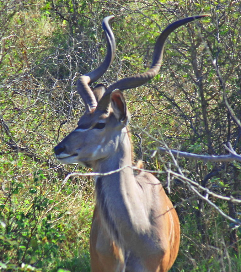 Big Horns Kudu Bull portrait taken in Kruger NP Geotagged,Greater Kudu,Kudu Antelope Africa,South Africa,Tragelaphus strepsiceros