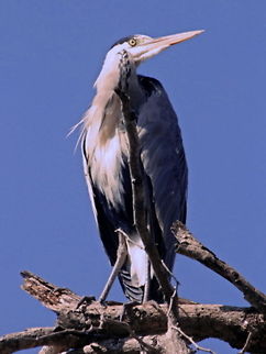 Blue Heron Blue Heron  Ardea herodias,Birds Blue Heron,Geotagged,Great Blue Heron,South Africa