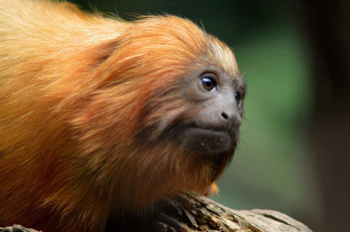 Golden Tamarin Golden Tamarin Lovely orange gold colour Australia,Geotagged,Golden Tamarin,Golden lion tamarin,Leontopithecus rosalia