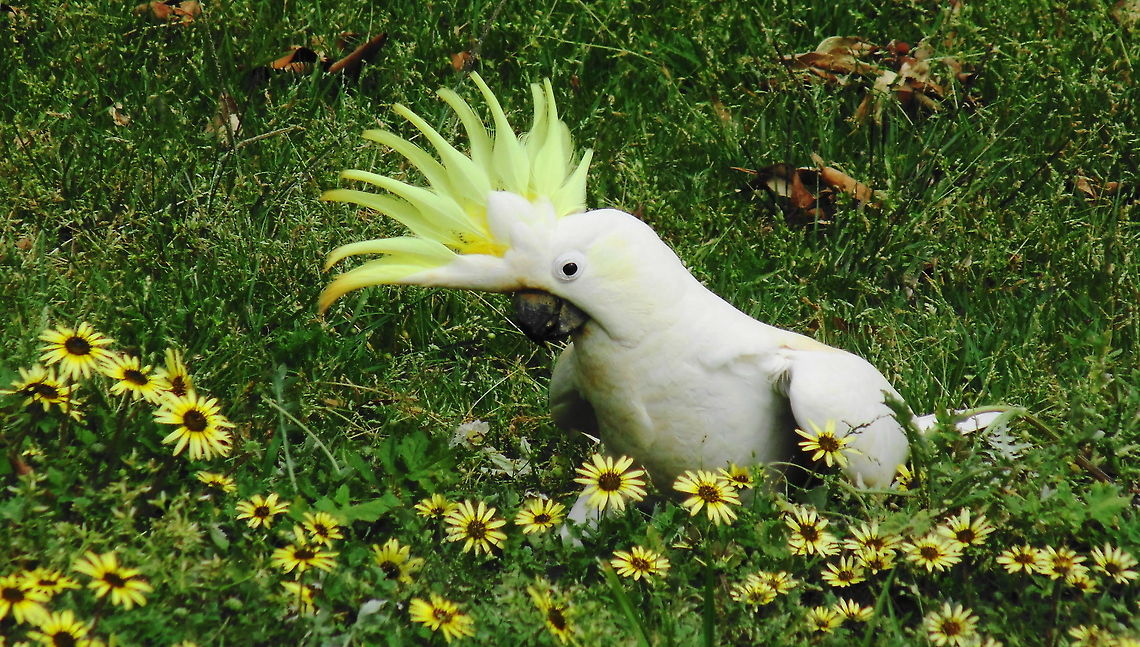 Love the Daisies Australian Sulphur Crested Cockatoo  Australia,Birds Cockatoo Australia,Cacatua galerita,Geotagged,Sulphur-crested Cockatoo