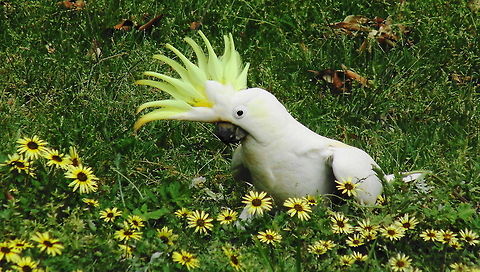 Love the Daisies Australian Sulphur Crested Cockatoo  Australia,Birds Cockatoo Australia,Cacatua galerita,Geotagged,Sulphur-crested Cockatoo