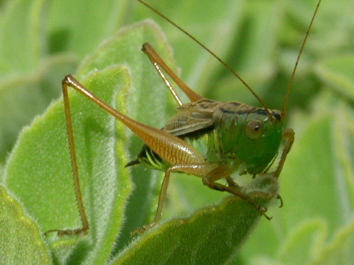 Green on Green Grasshopper Species unknown although commom in Sydney backyards Australia,Blackish meadow katydid,Conocephalus semivittatus,Geotagged,Grasshopper