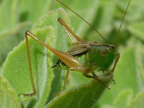 Green on Green Grasshopper Species unknown although commom in Sydney backyards Australia,Blackish meadow katydid,Conocephalus semivittatus,Geotagged,Grasshopper