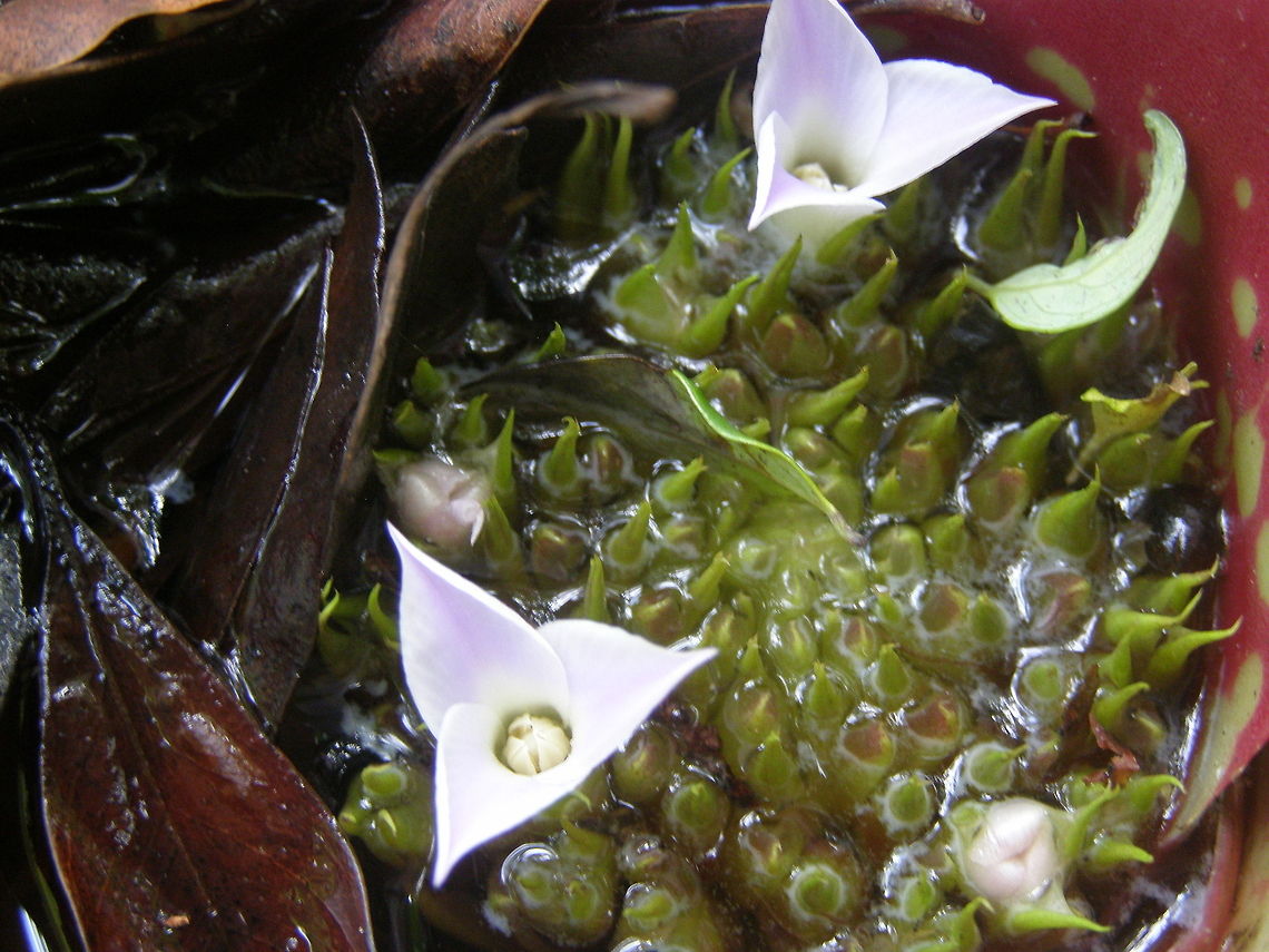 Bromeliad Flower The centre of a bromeliad Flower looks like a swampland with the small whitish Flowers as upturned umberallas Australia,Flowers,Geotagged,Neoregelia marmorata