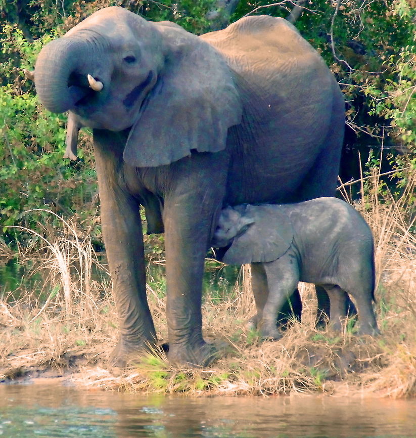 Two Drinks Cruising down the Zambezi River in the afternoon and the elephants were walking down to quench their thirst saw Mum having water and baby gets milk African Elephants,Zambia