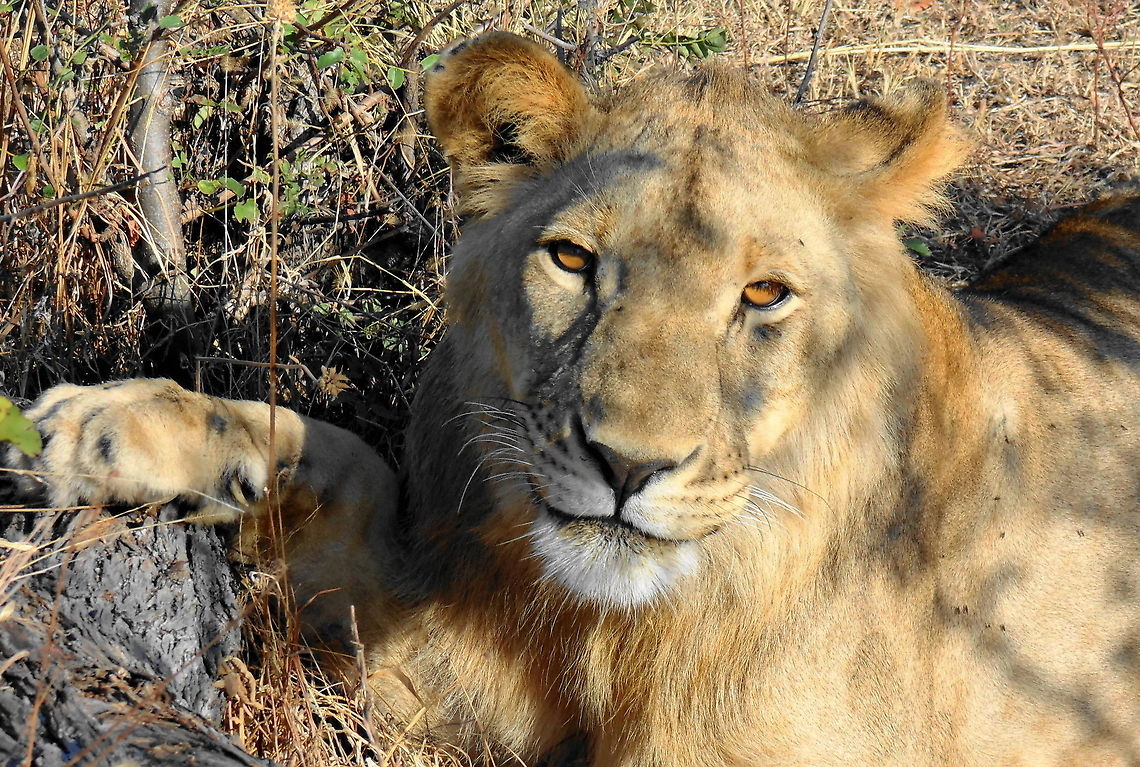 Juvenile Lion An opportunity to walk with lions near the Victoria Falls in Zambia was quite a thrill we were given a very thin stick about 1 Metre long and informed that should the lions approach you you were to hold out the stick and firmly say STOP!  Luckily didn't have to do this  Africa,Geotagged,Lion,Panthera leo,Zambia