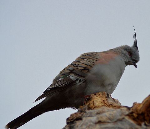 Crested Pidgeon Crested Pidgeon sitting in an Old Tree Australia,Australian Bird,Birds,Crested Pigeon,Geotagged,Ocyphaps lophotes,Pidgeons