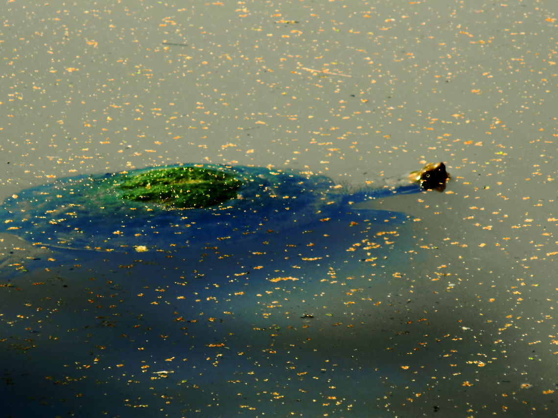 Eastern Long Necked Turtle Eastern Long Necked Turtle covered with weed growth. Often surface swims with the head above the surface but soon disappears when feeling threatened. Australia,Australian Turtle,Chelodina longicollis,Geotagged,Long Necked Eastern