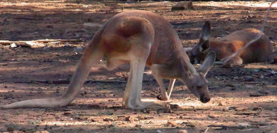 Red Kangaroos Red Kangaroos mostly rest in shady places during the day and become active late in the evenings to early mornings.<br />
These ones are a taking it easy at the moment but are starting to be active as it was becoming late in the afternoon at the time this image was taken Australia,Geotagged,Macropus rufus,Red Kangaroos Macropus rufus,Red kangaroo