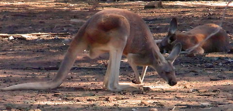 Red Kangaroos Red Kangaroos mostly rest in shady places during the day and become active late in the evenings to early mornings.
These ones are a taking it easy at the moment but are starting to be active as it was becoming late in the afternoon at the time this image was taken Australia,Geotagged,Macropus rufus,Red Kangaroos Macropus rufus,Red kangaroo