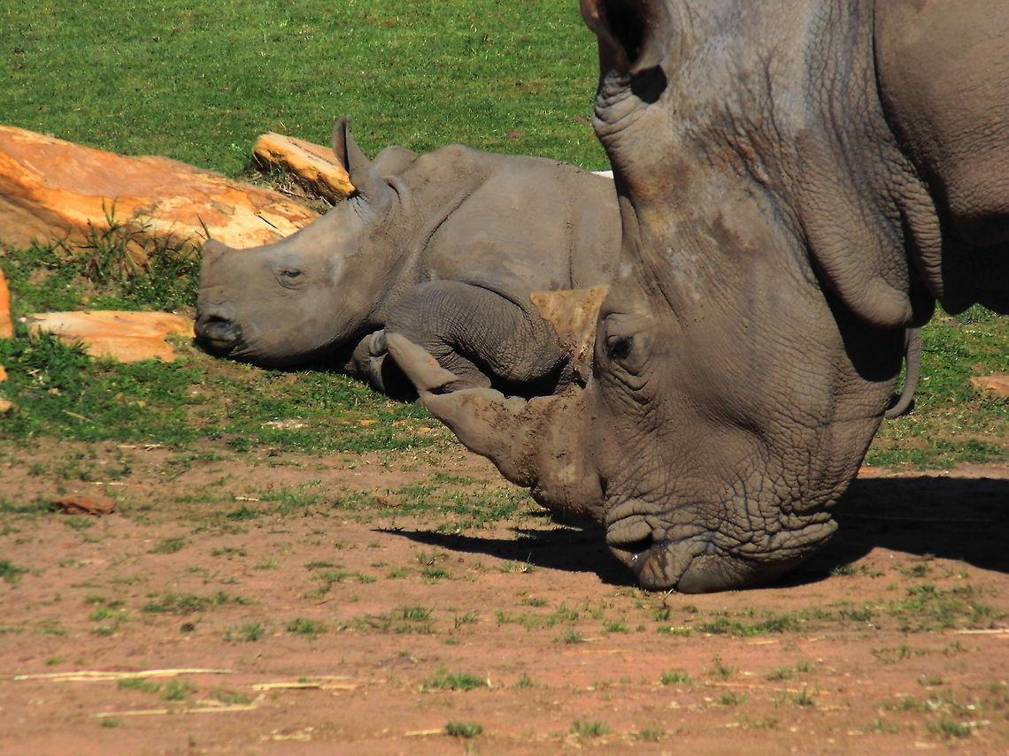White Rhinoceros Mother and Baby late in the afternoon grazing Ceratotherium simum,White rhinoceros,Zoo